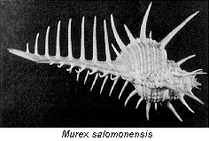 M. salomonensis